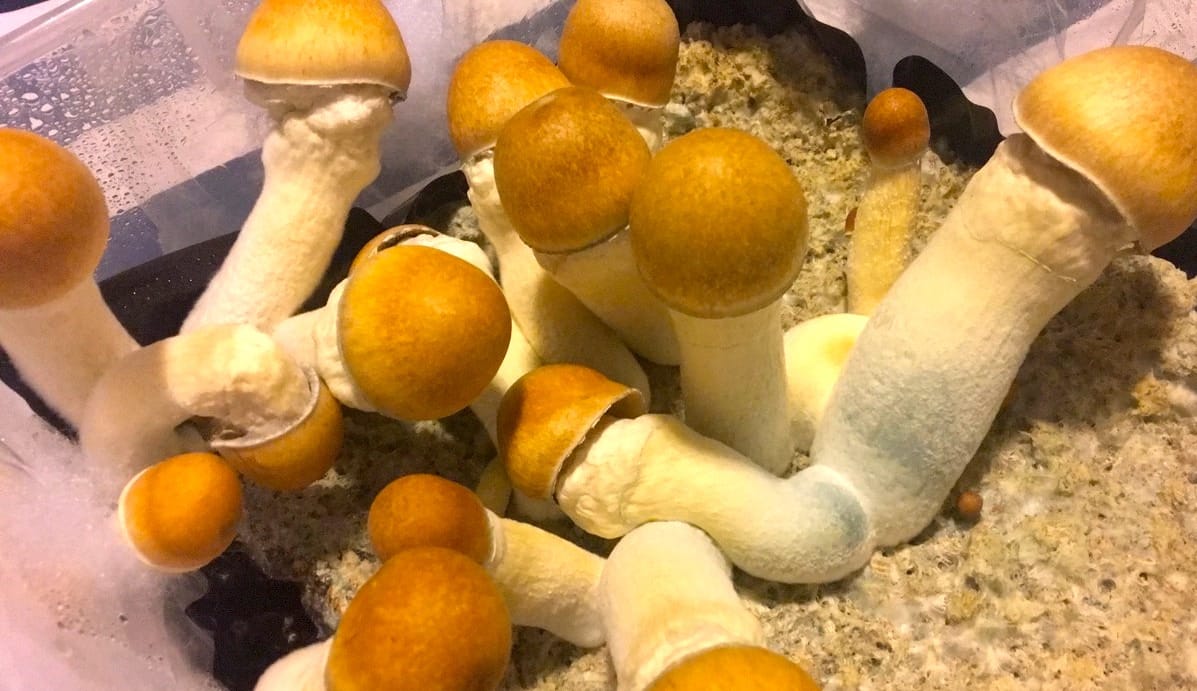 buy Penis envy mushroom