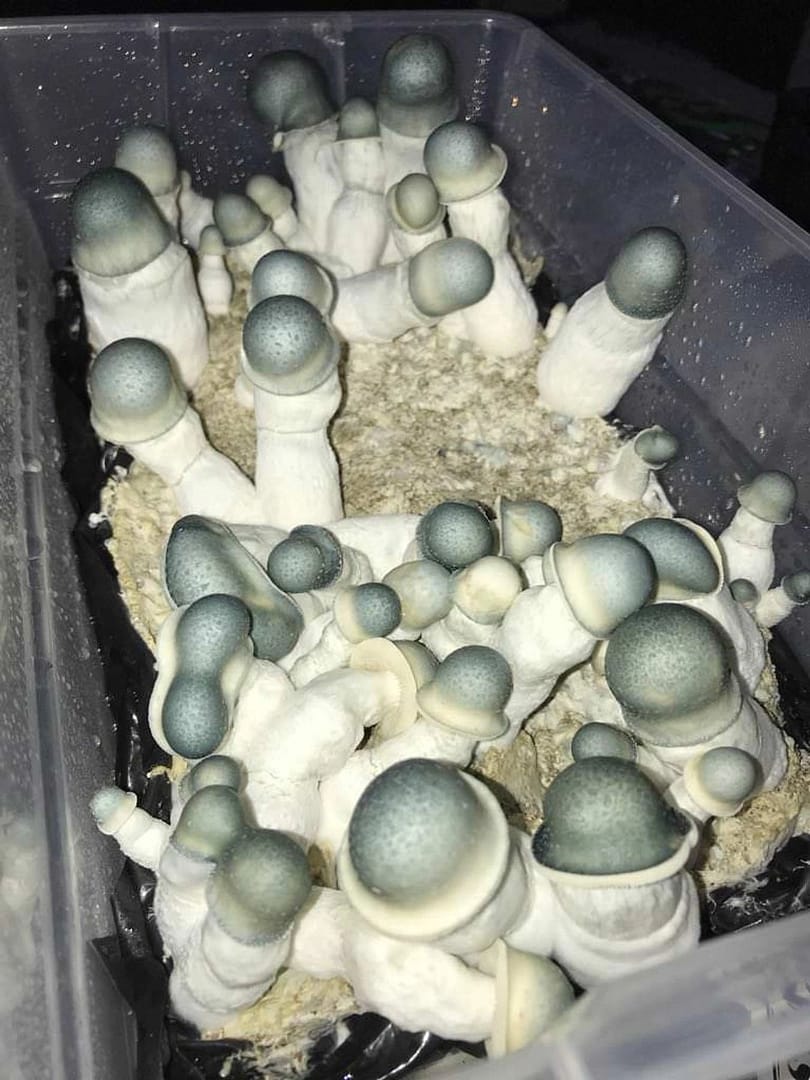 Albino Penis Envy Mushroom