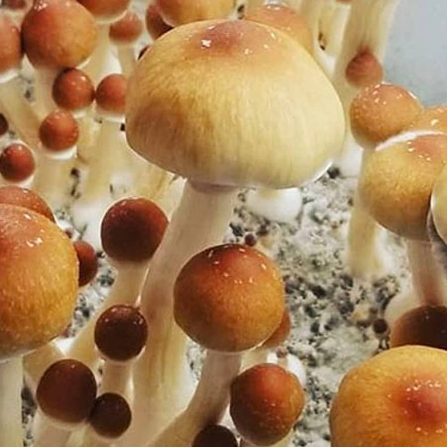 Buy Alacabenzi Mushrooms online